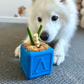 Love Cube-Dog Toy-Rover Pet Products